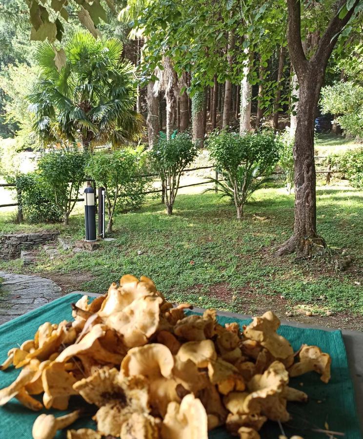 Il Bosco Di Campo Marzano Rooms & Apartments Borzonasca Εξωτερικό φωτογραφία