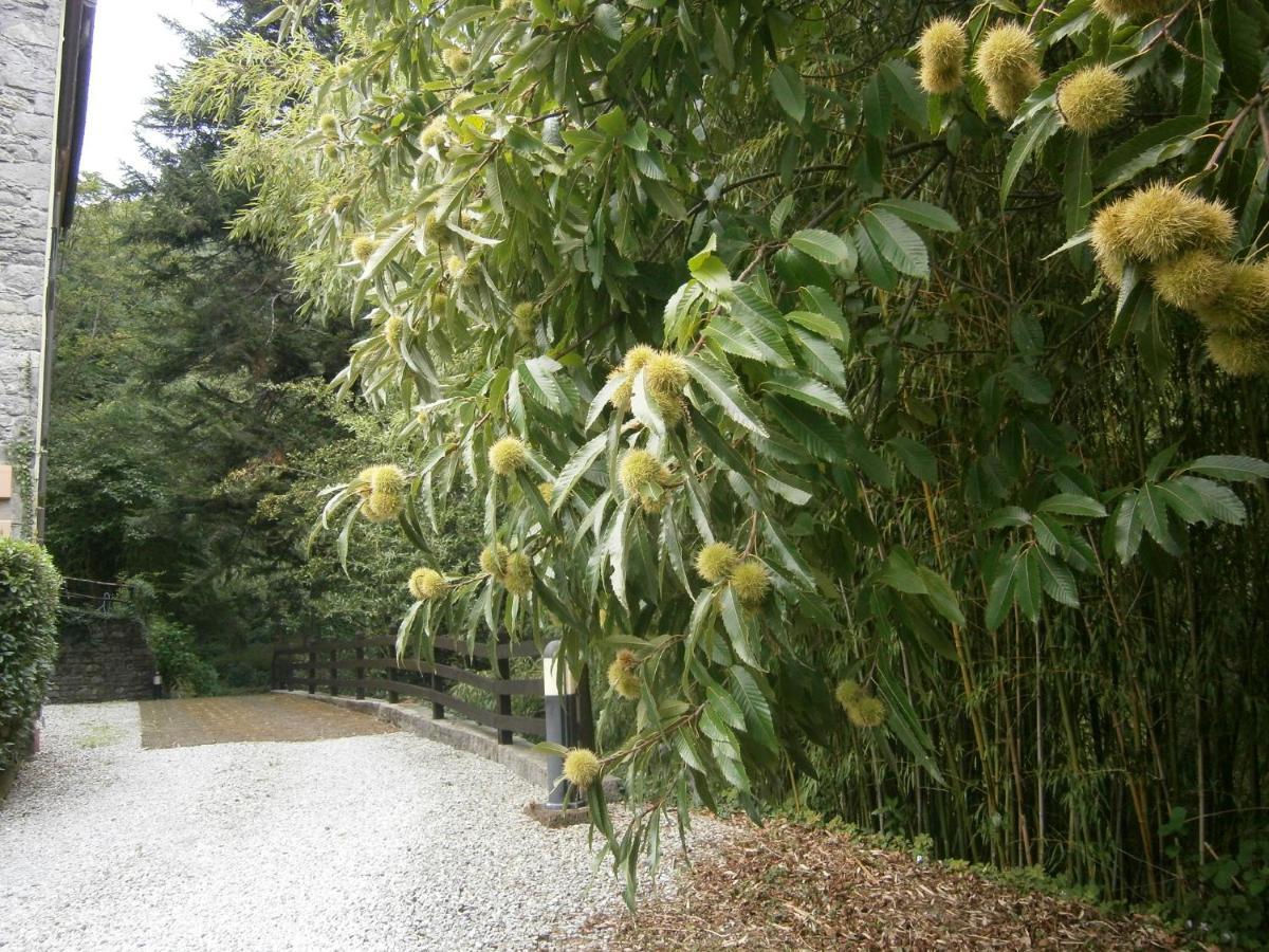 Il Bosco Di Campo Marzano Rooms & Apartments Borzonasca Εξωτερικό φωτογραφία